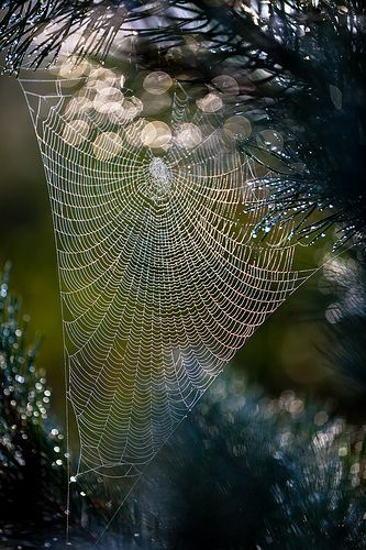Spiders web – so beautiful-it almost looks like lace