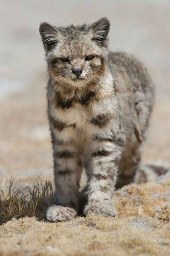 The Andean mountain cat (Leopardus jacobita) is a small wildcat found in the Andes mountains. Fewer than 2500 individuals are