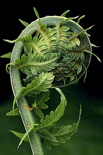 This is a fern–getting ready to open up–  IF the stem were a dark shiny green–then it would be a most sought after wild