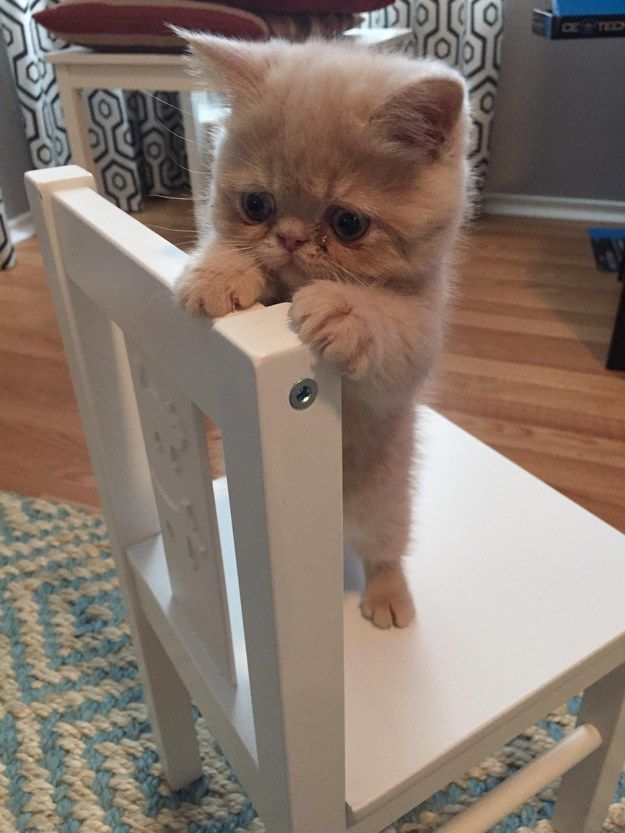 This kitten who has the cutest surprise face in the ENTIRE world. | 41 Pictures That Will Give You All The Feels