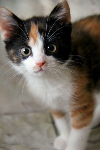 Tiny Calico Kitten, 11weeks old. My  kid sister, Babu, aka my parents new kitten after 15 years of grieving the loss of our first