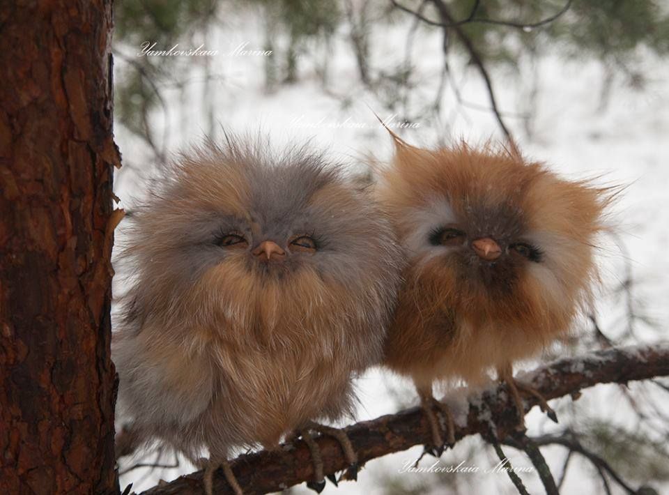 Toy baby owls