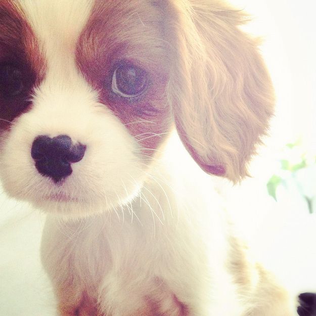 “Whats Instagram?” | Cavalier King Charles Spaniel Puppies Are The Cutest Puppies To Ever Puppy