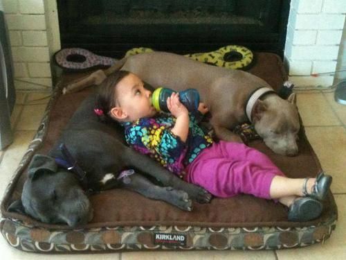 Why pit bulls used to be considered “nanny dogs” lol.