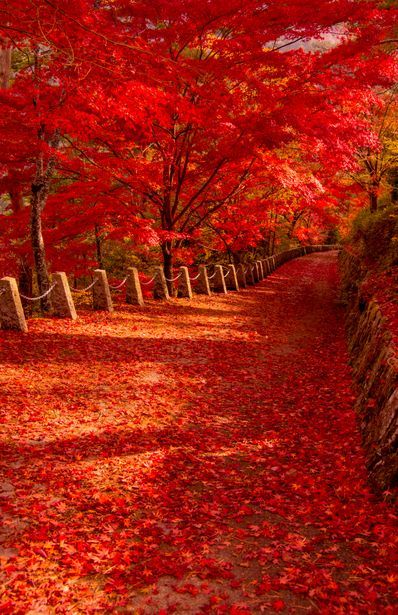 Autumn Leaves – Nara, Japan. Wow! Can you imagine standing there alone in silence?