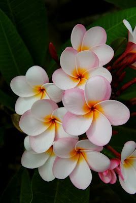 beautiful flowers on Guam! One of my favorite places Ive lived