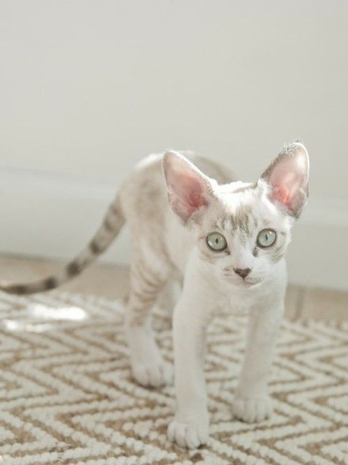 Devon Rex. Adorable and sheds considerably less than the average cat!! I want one!