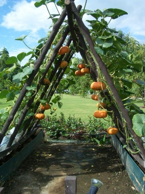 Grow pumpkins vertically to make them fit in small gardens:  Choose a small pumpkin variety to grow this way, because a large