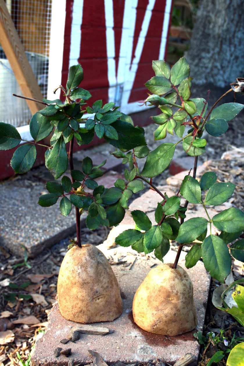 Grow rose cuttings in potatoes!