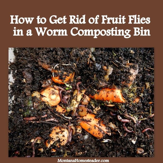 How to Get Rid of Fruit Flies in a Worm Composting (Vermicomposting) Bin. We did these three simple things and no longer have