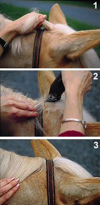 How to trim your horses bridle path. A few super simple steps! Plus tips on choosing the right clippers.