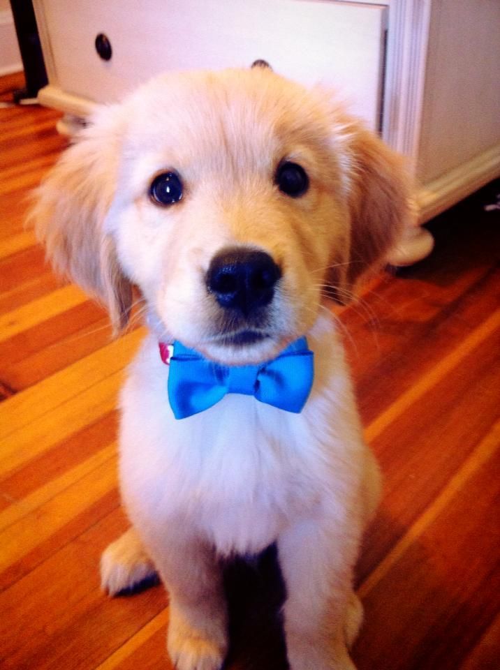 I wear bow ties. Bow ties are cool.