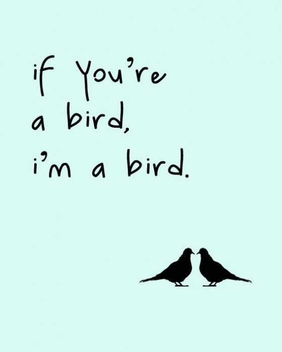 if youre a bird, im a bird