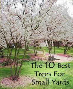 The 10 best trees for small yards