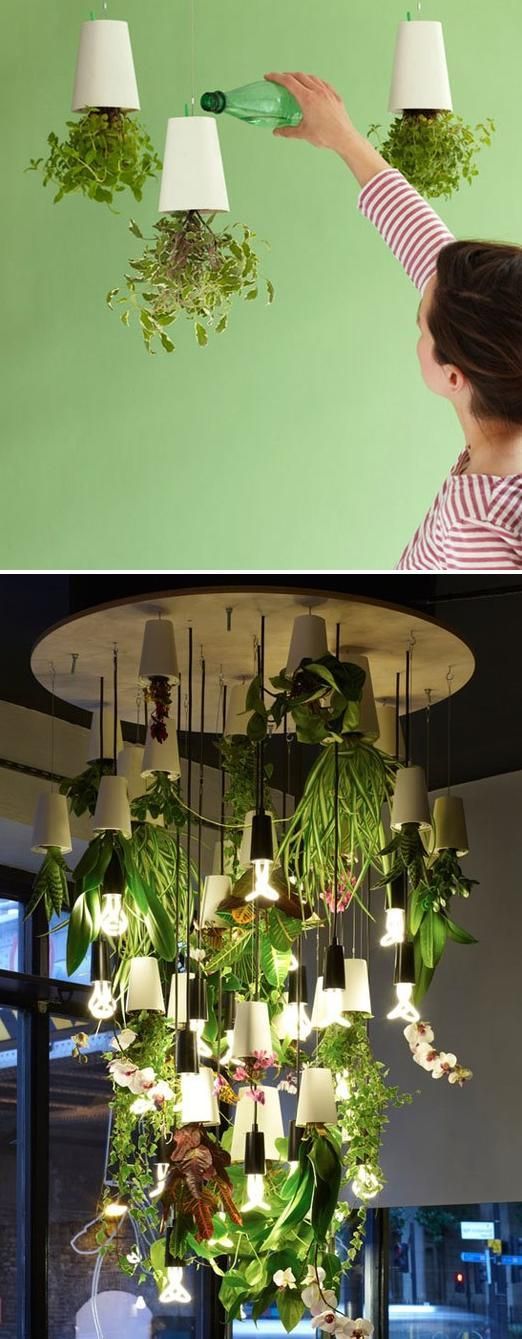 Upside down indoor plants