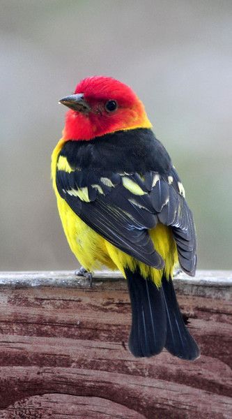 Western Tanager    So many birds have such beautiful colors, yet many people hardly pay them any attention.  A photo like this