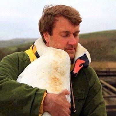 While rescuing injured birds, the swan wrapped his neck around the rescuer’s neck. Usually swans are very territorial and