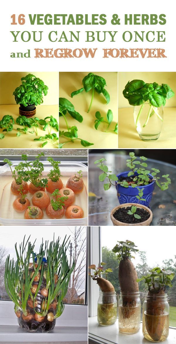 16 Vegetables & Herbs You Can Buy Once and Regrow Forever • Gardening Tips • Gardening ideas