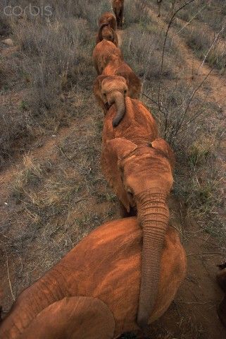 Elephants are social animals and function only in groups. They even have their own ceremonies to welcome to new elephants into