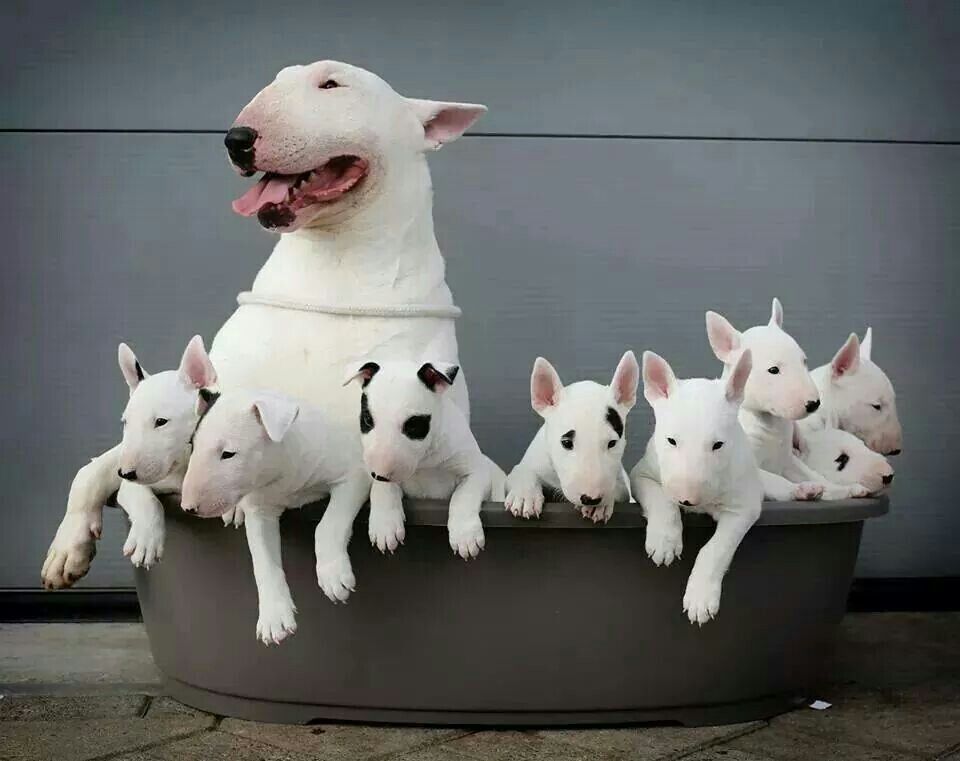 English Bull Terriers and pups, awwww. This breed is NOT a pit bull. This is the companion dog General Patton chose in WWII.
