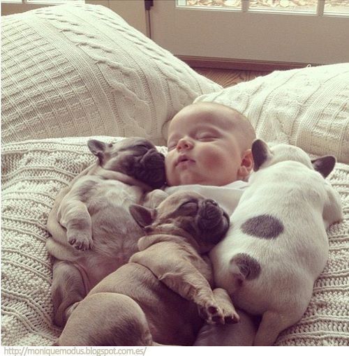 Frenchies AND a baby? This might be the cutest thing Ive ever seen….
