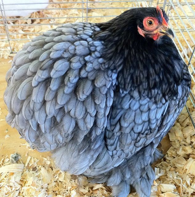 gorgeous Blue Cochin hen…just love blue chickens…but this breed isn’t a very good layer of eggs.