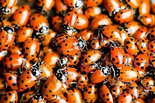 How To Start a Ladybug Garden! The benefits of having ladybugs in your garden include being able to cut back on pesticides and
