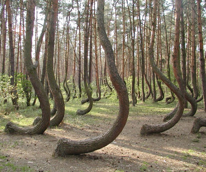 In a tiny corner of western Poland a forest of about 400 pine trees grow with a 90 degree bend at the base of their trunks – all
