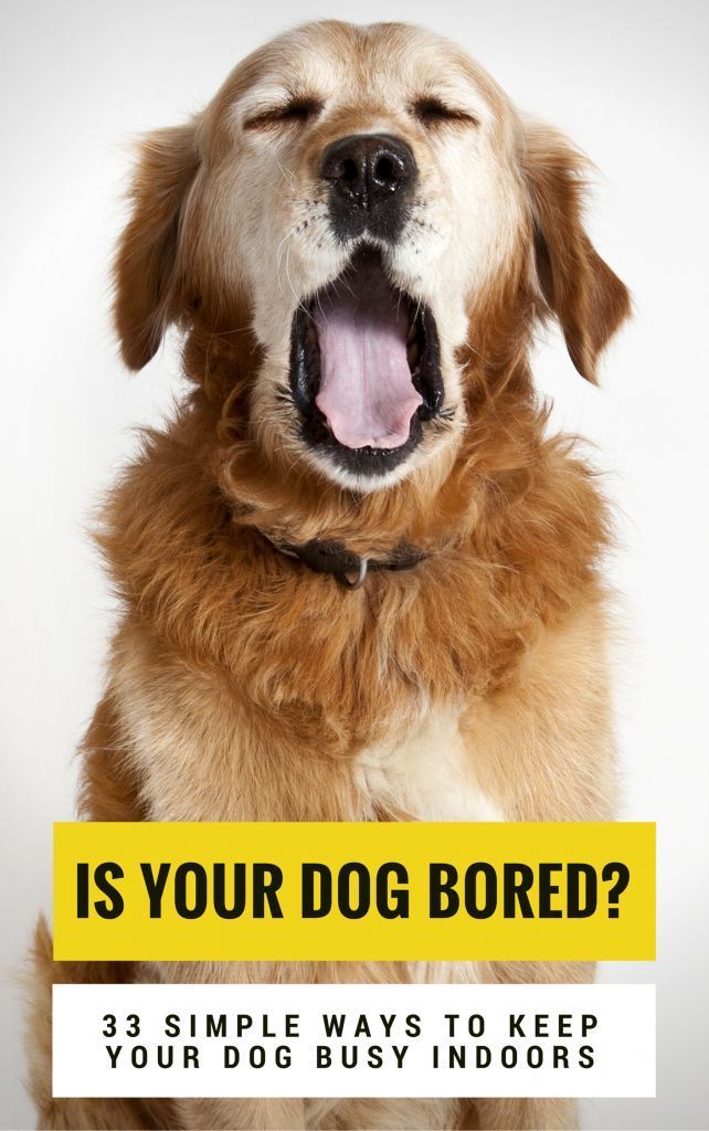 Is your dog bored? Here’s 33 Simple Ways to Keep Your #Dog Busy & Entertained.