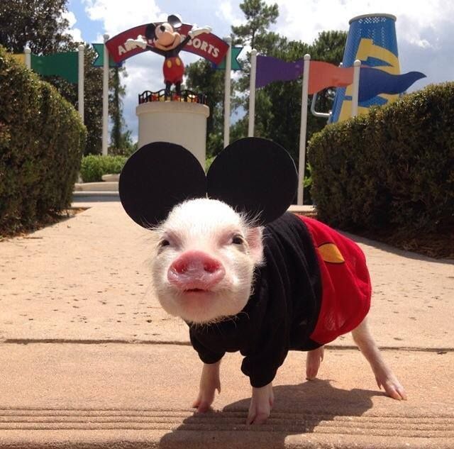 Mickey pig!! OK now we’ve seen it all.      but then we do live in Daytona Beach!