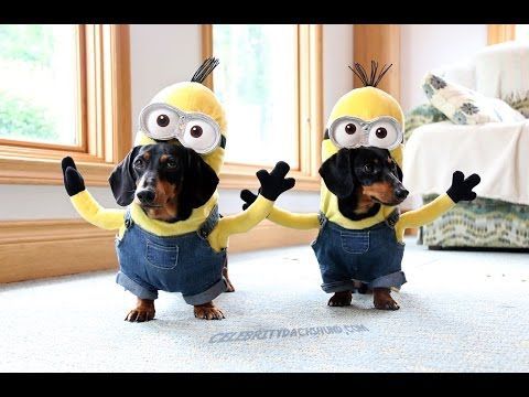 These are dachshunds…dressed as Minions!