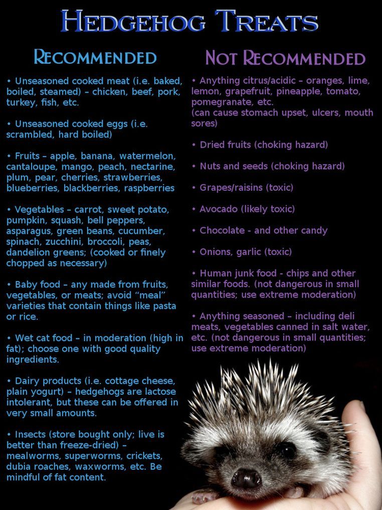 What not to feed your hedgehog versus what to feed your hedgehog.