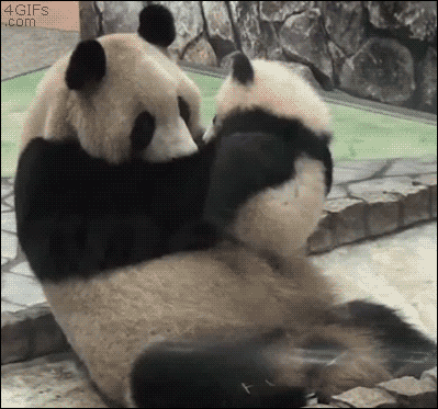 10 Pandas That Will Make Your Day – The Odyssey Online