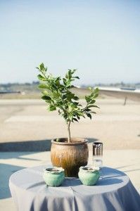 A tree requires nurturing to grow, just as your relationship does!  Read about the tree planting wedding ceremony here.