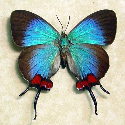 Amazing and rare blue Thecla Coronata [Female] butterfly from Ecuador – with delicate swallow-tails and bright-red patches.