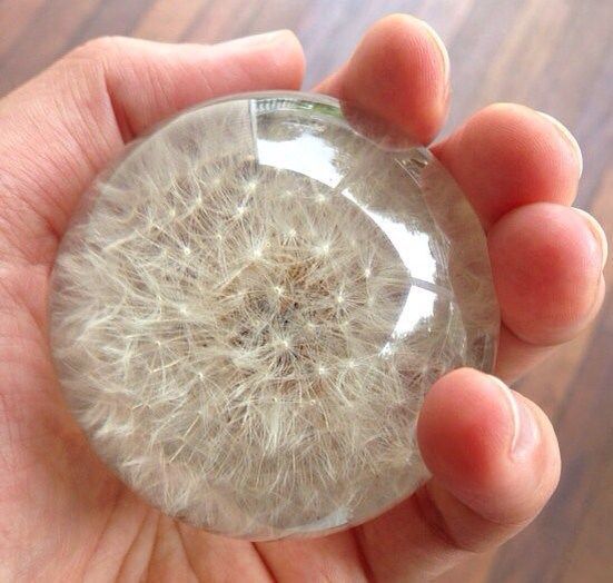 Beautiful Weeds: Preserve a Dandelion in Resin, DIY video from the Dandelion Collective