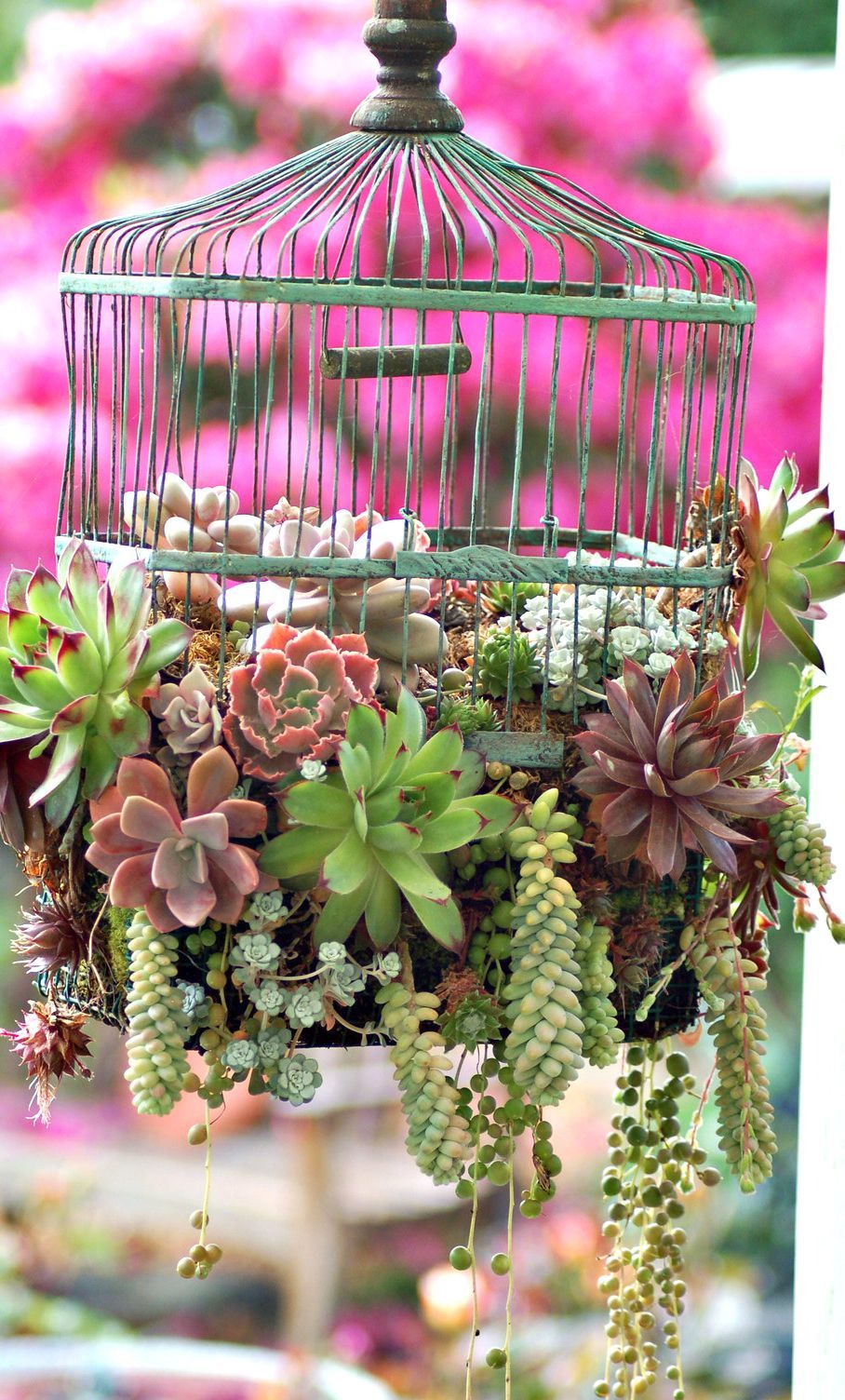 Birdcage succulents: I never get tired of these.
