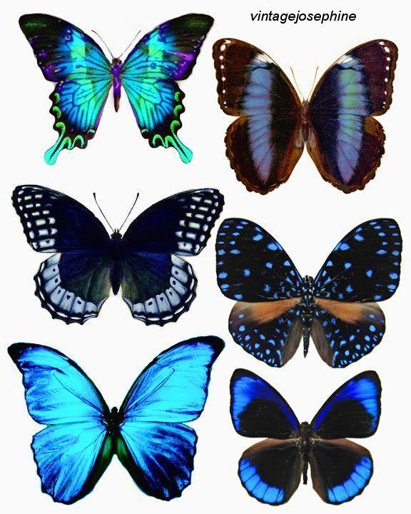 Butterfly tattoo ideas, I love the two in the middle. My sister and I were supposed to get matching butterfly tattoos years ago.