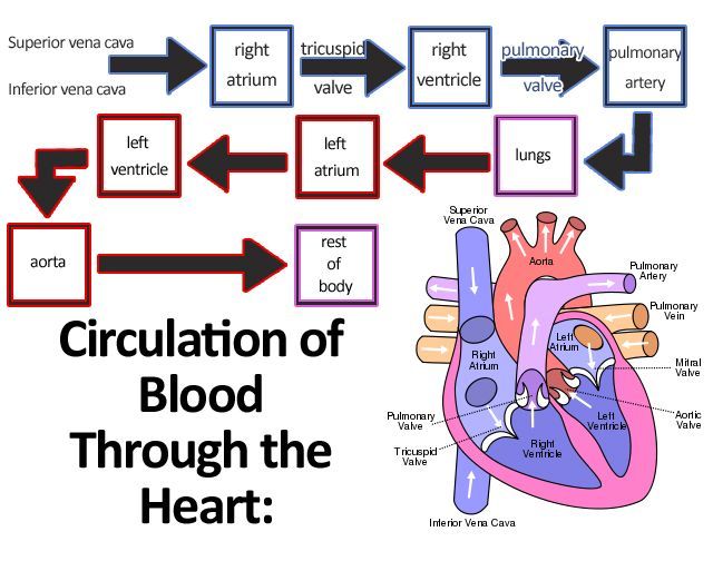 Circulation through the heart- gonna need this as a reminder