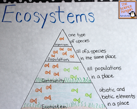 Ecosystems Pyramid Anchor Chart