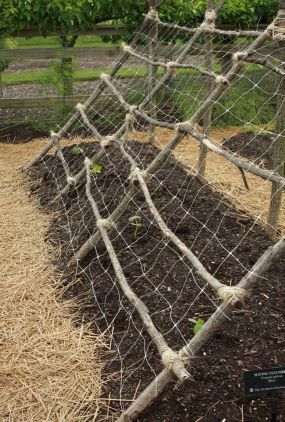 Farms: Great for beans and lettuce, as the beans grow on the #trellis, shading and cooling the lettuce beneath.