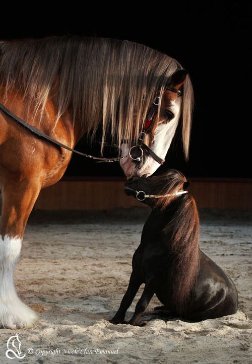“Hercules” 19hh Clydesdale & “Prancer” 52cm Miniature ~ by Nicole Clare Emanuel