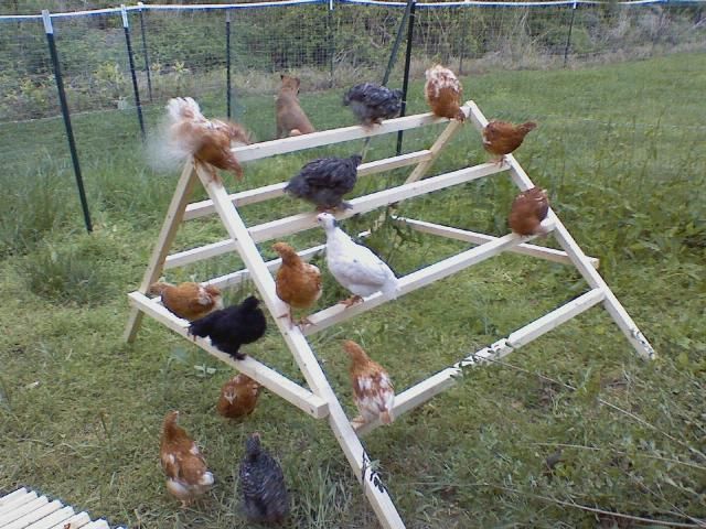 How to build a simple jungle-gym for your chickens