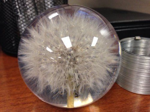 How to Make a Dandelion Paperweight