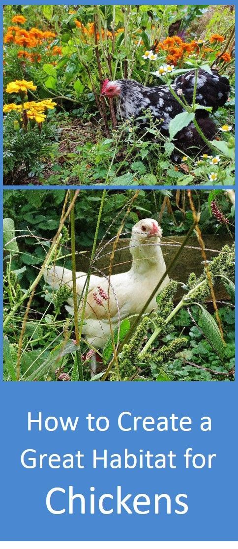How would chickens live if they had their druthers? We can find out by looking at the habits and habitat of their wild relatives,