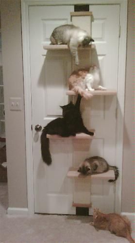 Lack the space but want a kitty perch…here’s an idea!