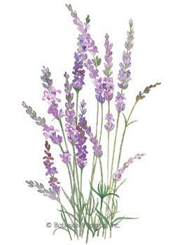 Lavender English Tall HEIRLOOM Seeds.  Perennial. This is the tall, old fashioned, wonderfully fragrant lavender; an extremely