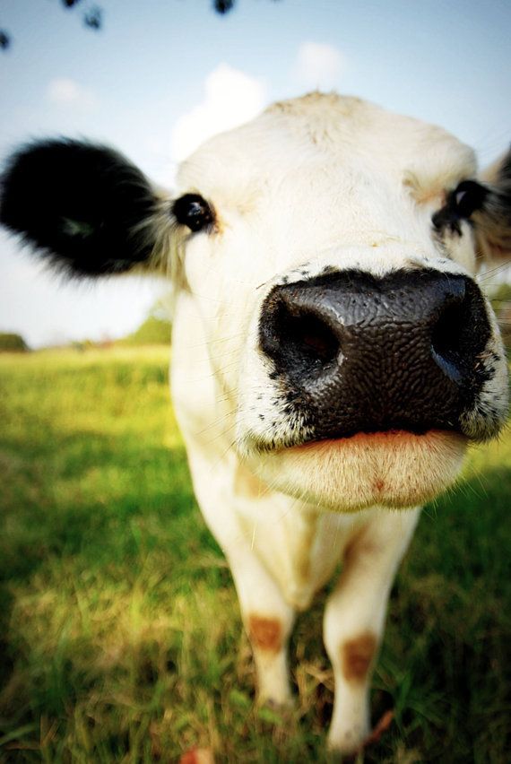 Love, love, love cows. They remind me of my beloved dogs. They follow you around and are eager to show affection. I love kisses