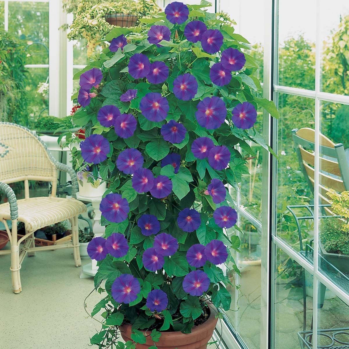 Morning Glory-never thought about growing this one in a pot