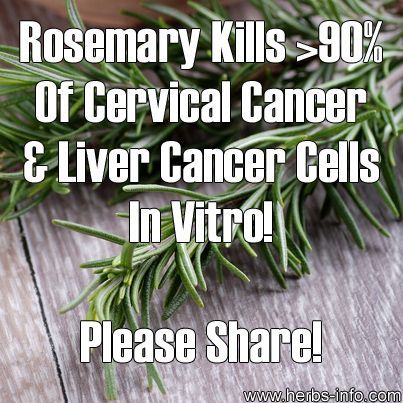 Rosemary Kills Over 90% Of Cervical Cancer & Liver Cancer Cells In Vitro